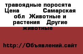 травоядные поросята › Цена ­ 3 000 - Самарская обл. Животные и растения » Другие животные   